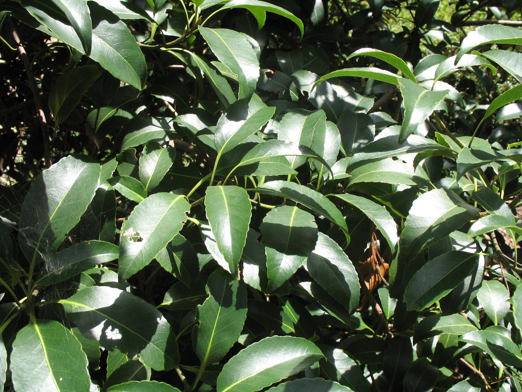Online Plant Guide - Schima species / Schima
